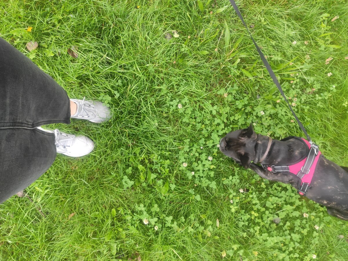 во дворе травушка просто прекрасная. Опережая вопросы, я убираю за своим четвероногим другом ;-)