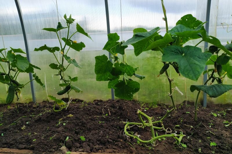 Теплица на 23 сентября 2020 года.