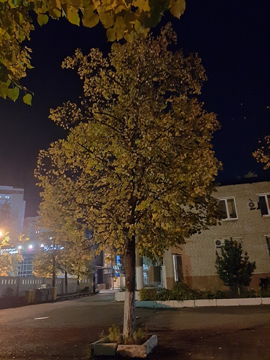 Ночная кросата 
