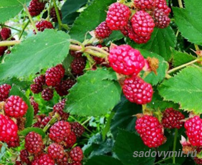 Если у кустов будет в достатке и того и другого, у них раньше завяжутся плоды. 