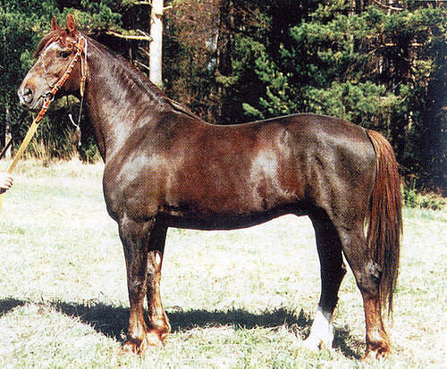 Легендарный орловский рысак "Железный" Ковбой, дед Округа