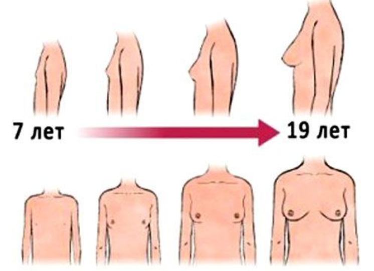 Помогите: что ждать девушке-подростку во время роста груди?