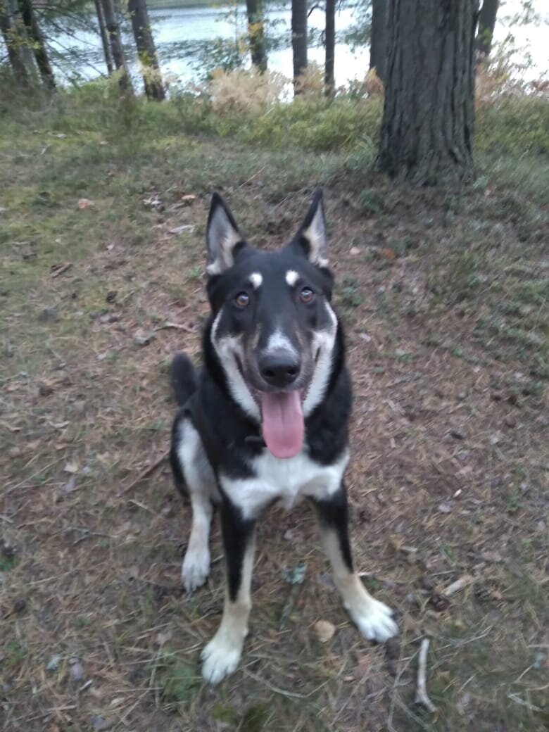 Рекс - поисковик грибов