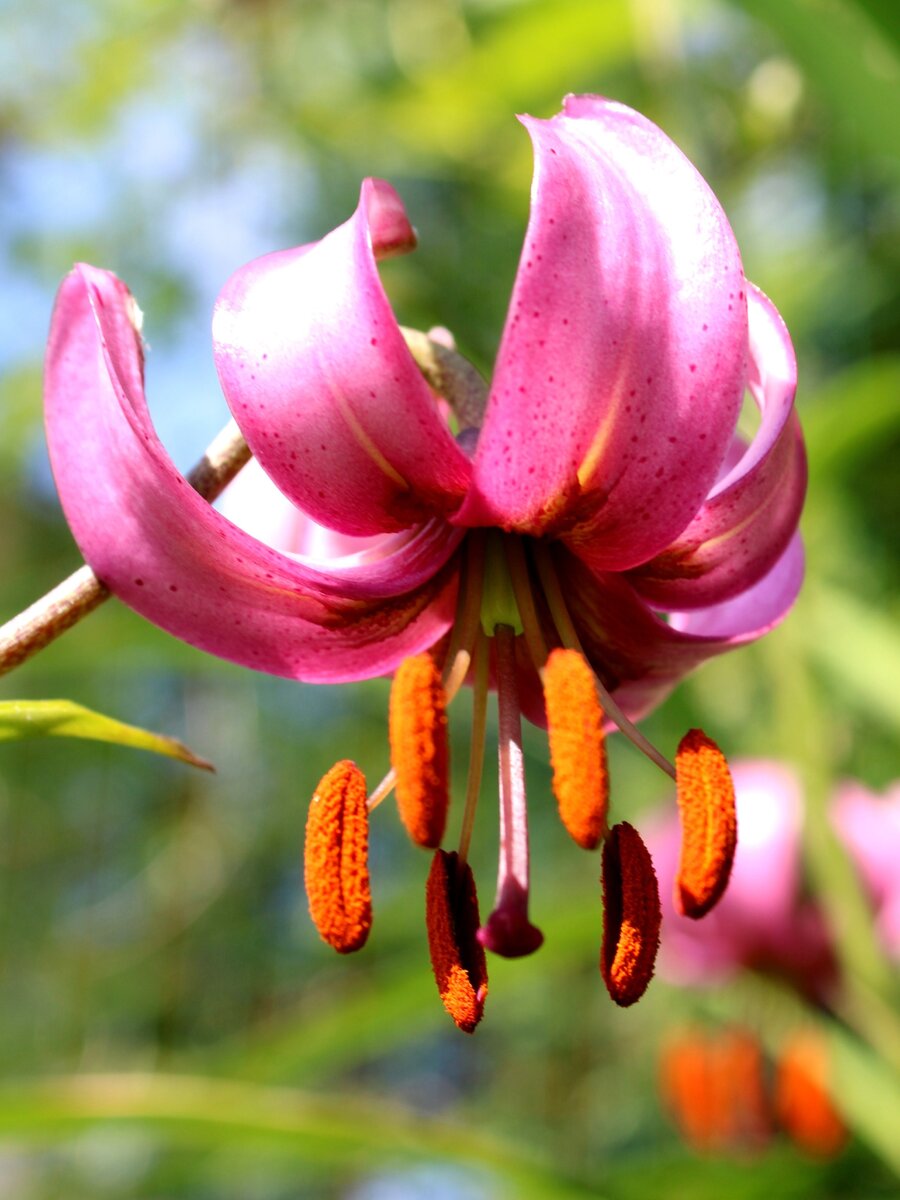 Полевой цветок лилия (саранка) — Фото №
