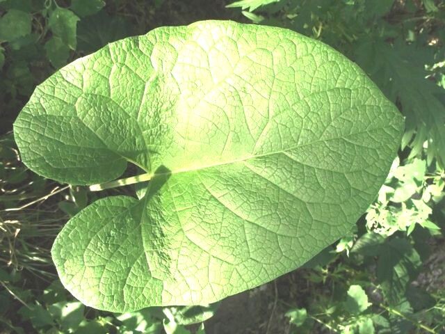 болезни, суставы, здоровье, колени, ортез, лопух, мёд