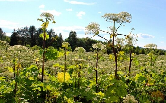 Борщевик Сосновского