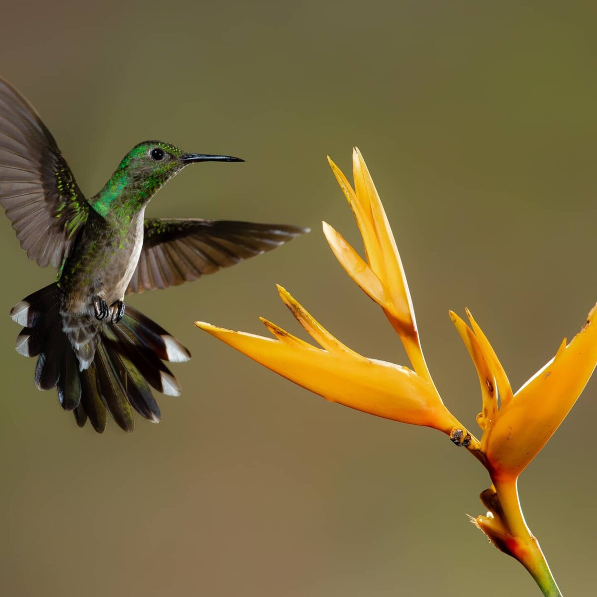 Peace animal. Восхитительные птицы. Колибри фото очень красивые. Animal Peace. Humming vue.