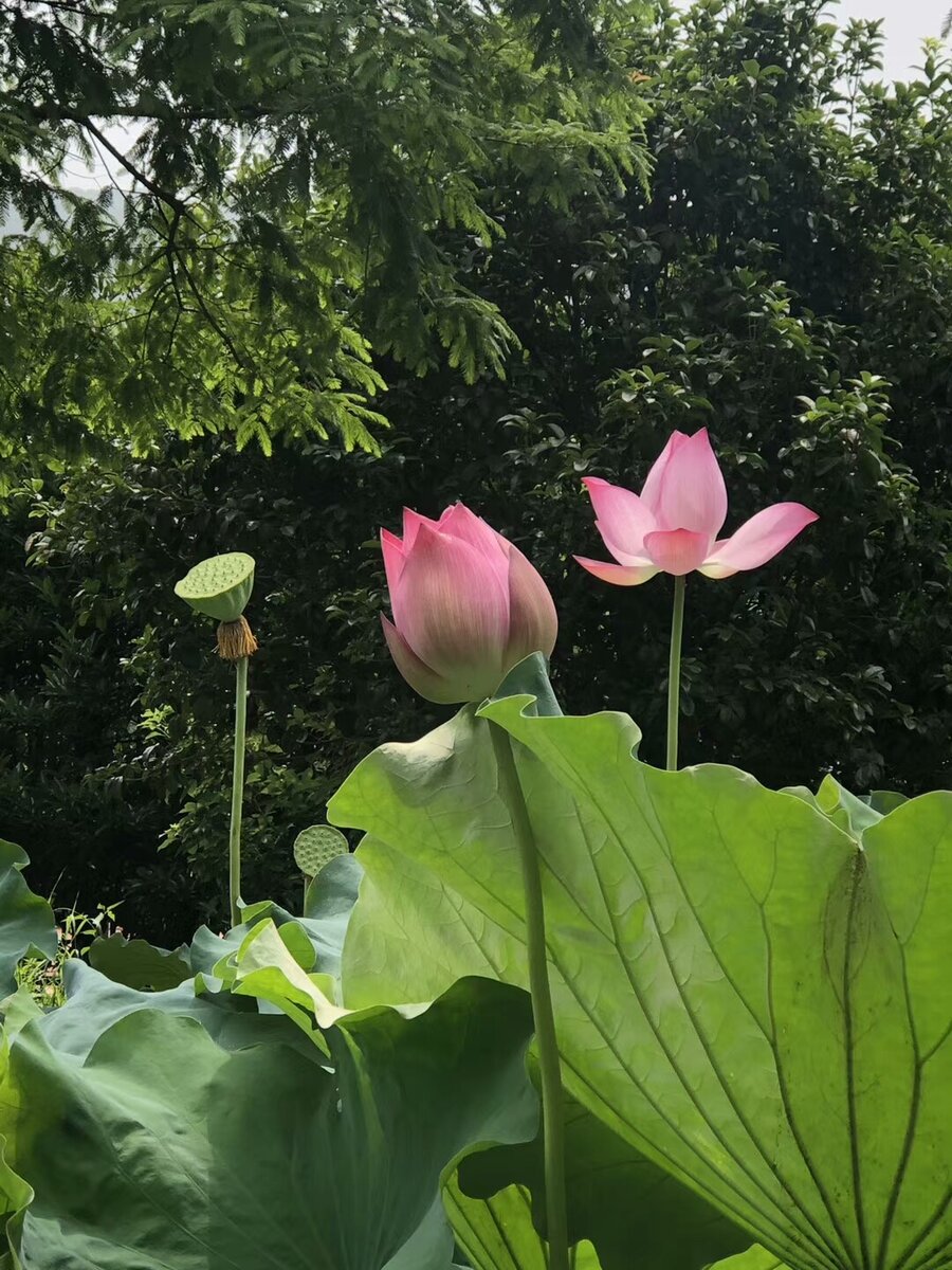 Удивительные цветы лотоса в парках Китая радуют глаз.