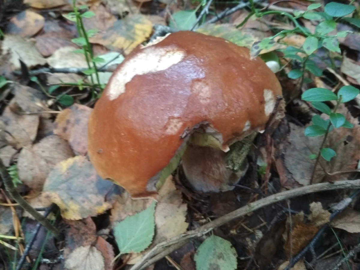 Вполне такой осенний беленький