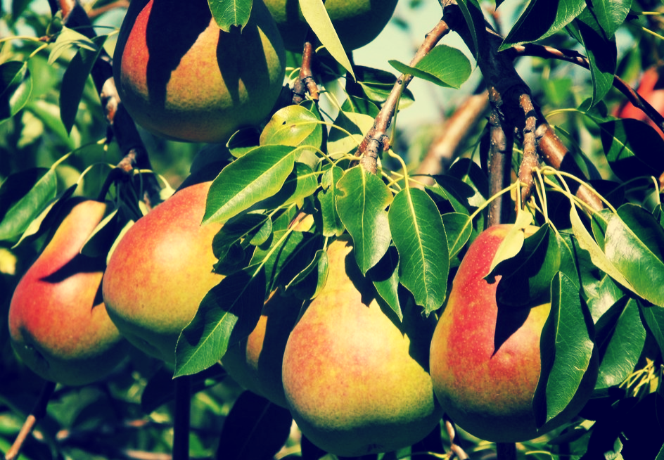 Красивые и вкусные груши.