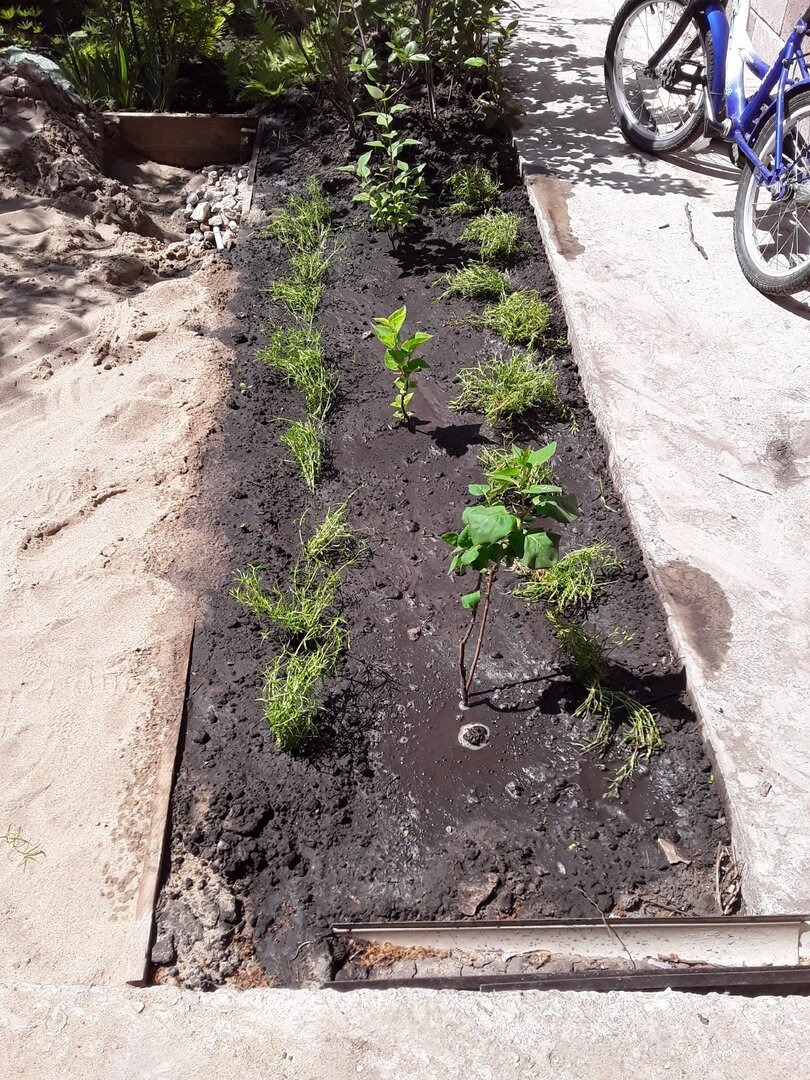 По замыслу закрыть черноту земли предписывалось шиловидным флоксам