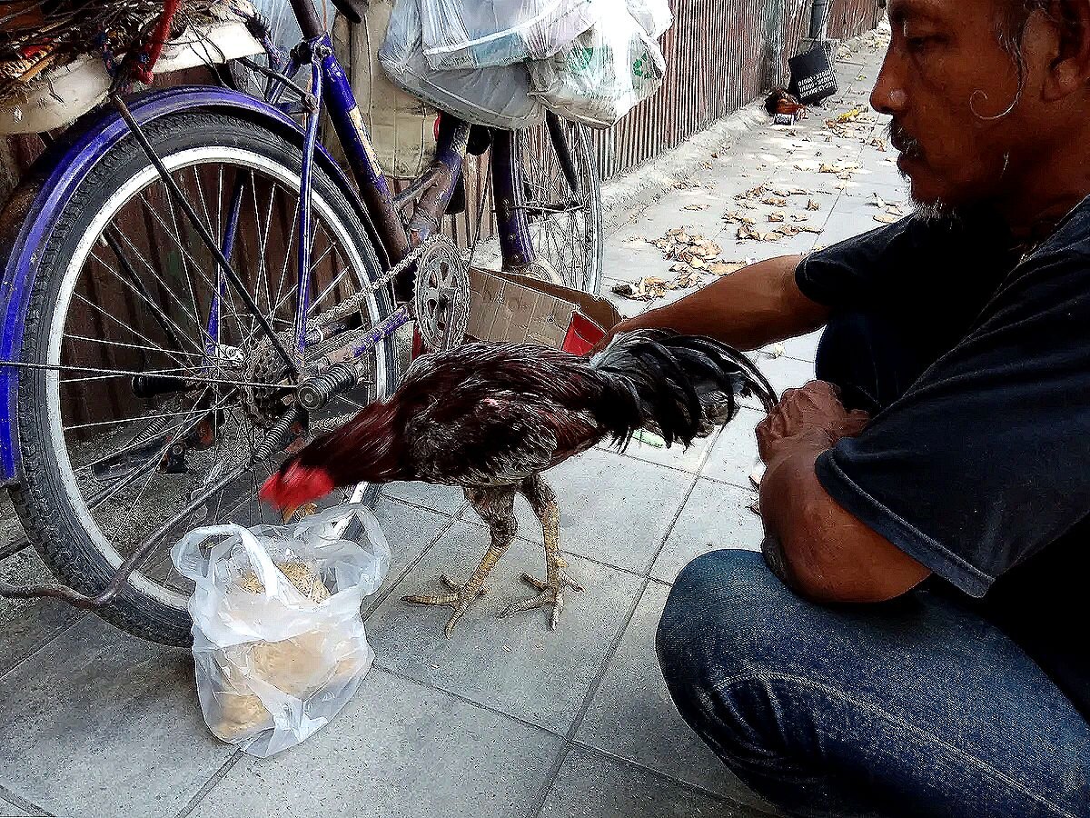 Петух ест что-то, похожее на курятину, из пакета