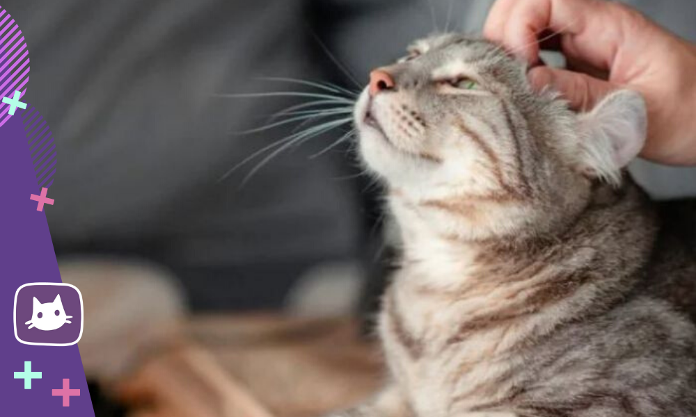 😺Понимает ли кошка человеческую речь: мифы и реальность | Нос, хвост ...