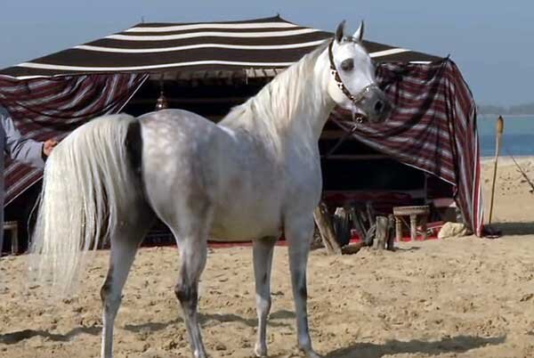  Чистокровная арабская лошадь относится к верховому типажу. Становление этой древней породы пришлось на 4-7 век. Однако некоторые ученые придерживаются мнения, что она появилась задолго до нашей эры.-2