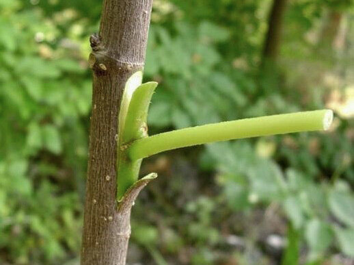 "Правильная" прививка