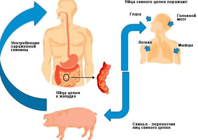 Свинья и свиной цепень