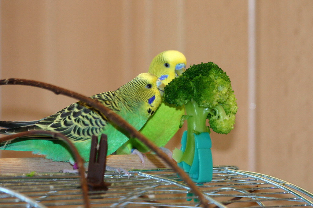Чем можно кормить домашнего попугая. Волнистый попугайчик. Волнистых попугайчиков питаются. Волнистый попугайчик в домашних условиях. Что едят волнистые попугаи.