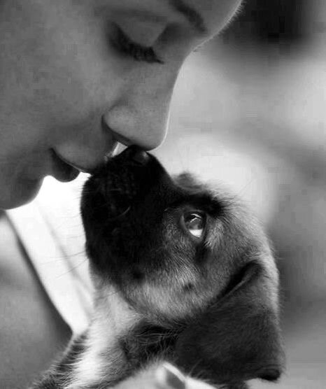 Отношения между человеком и животным