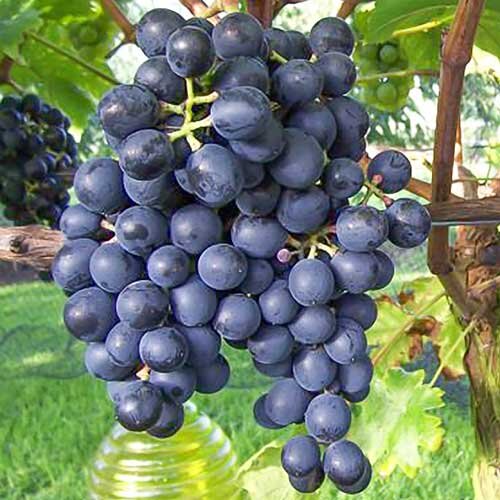 Макси черный