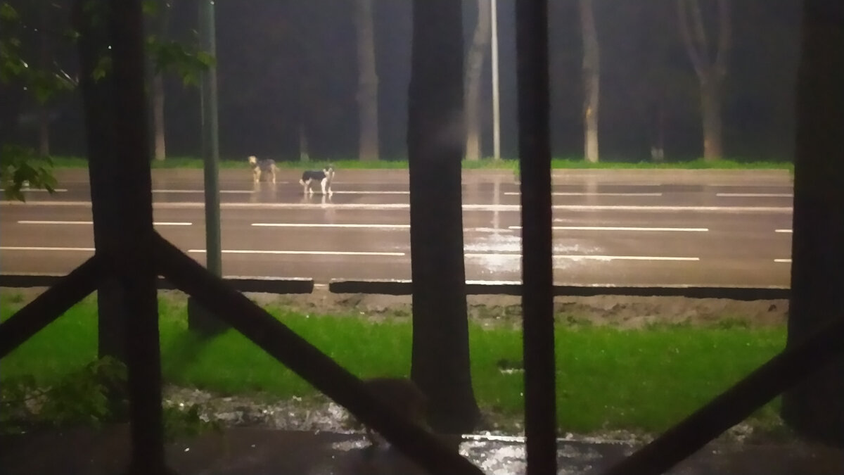 Ночь во время карантина. Собаки захватили одну из самых оживленных улиц