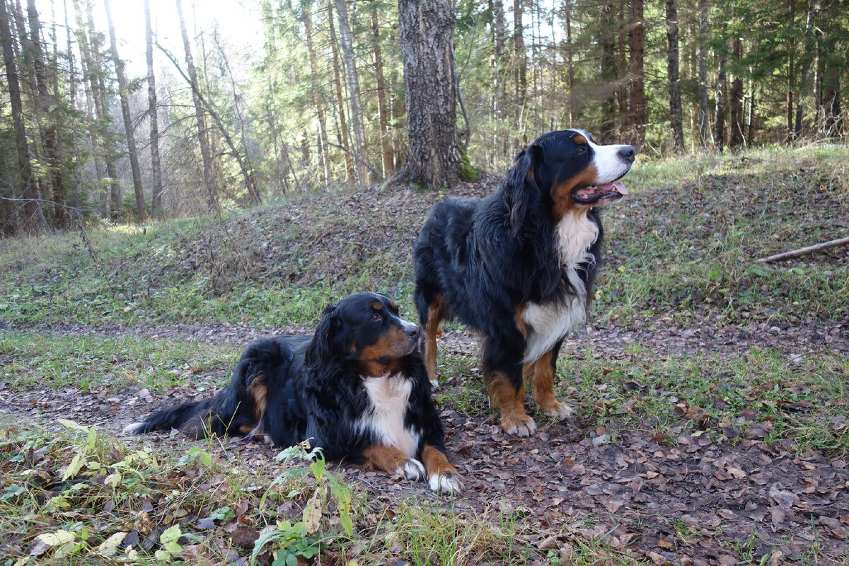 Волька, Лада