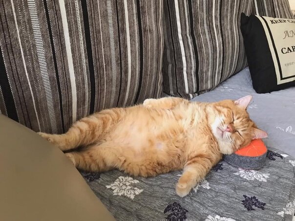 Кот. Источник фото: https://vk.com/wall214092677_1333