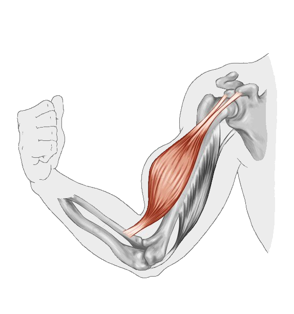 Бицепс