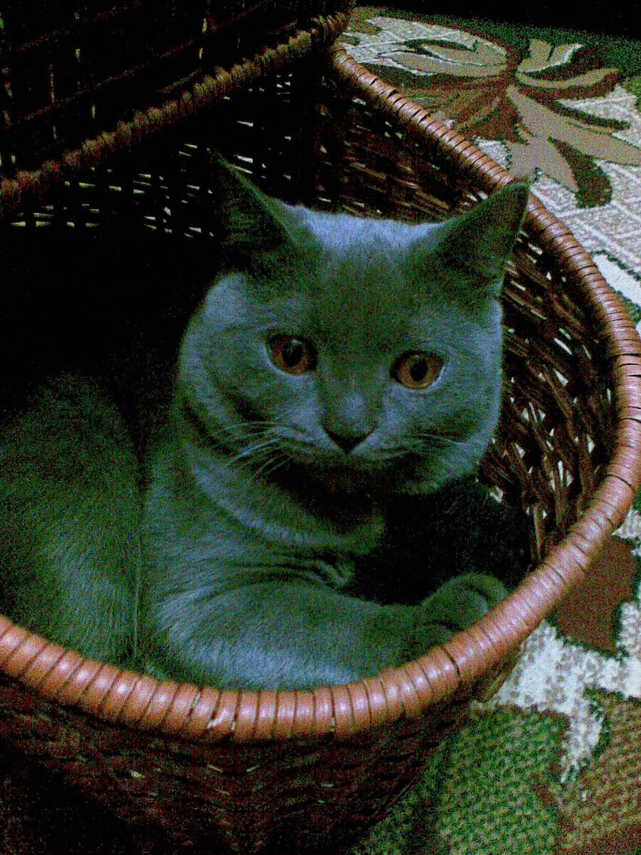 В некоторых домиках коты размещаются с трудом.