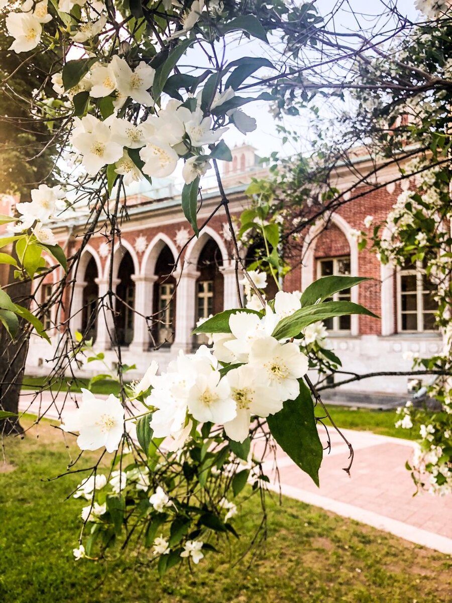 Жасмин на фоне главного дворца.