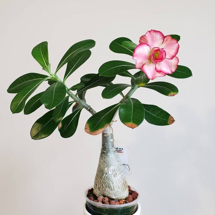 Pinterest Adenium Obesum Desert Rose in 2020 Dese