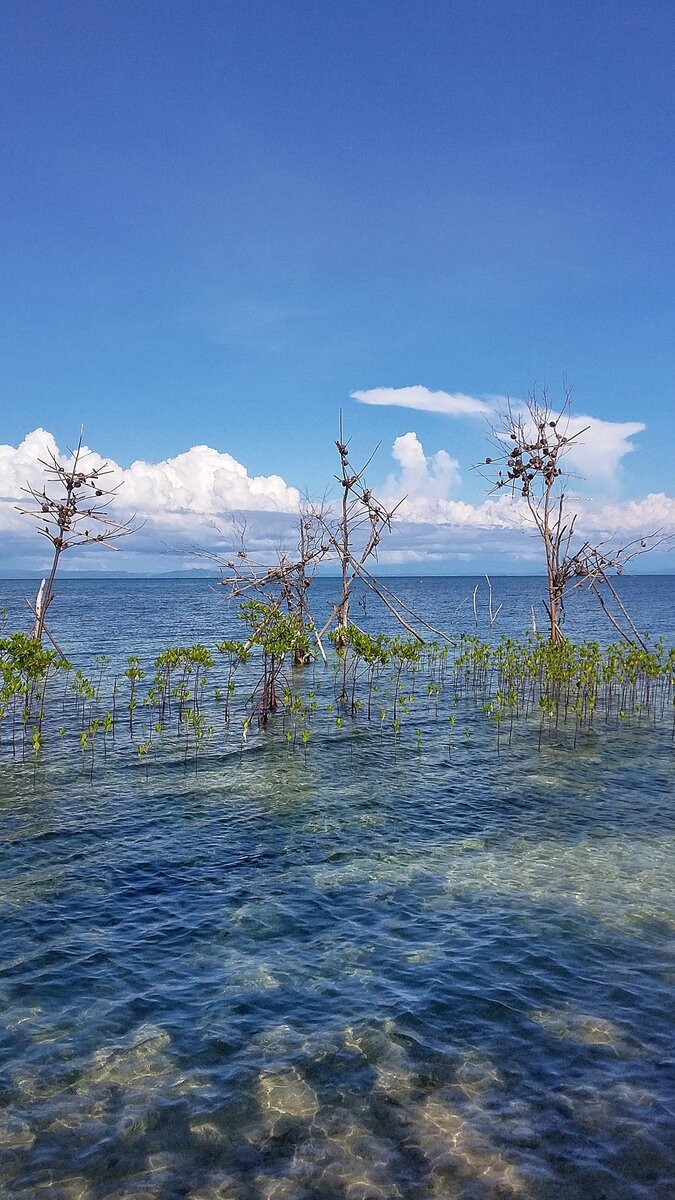 Явно специально подпертые в воде сухие деревья с гнездами птиц. Остров Малапаскуа