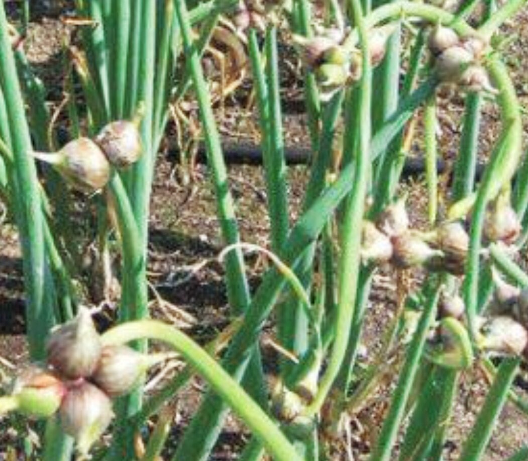 Многоярусный лук