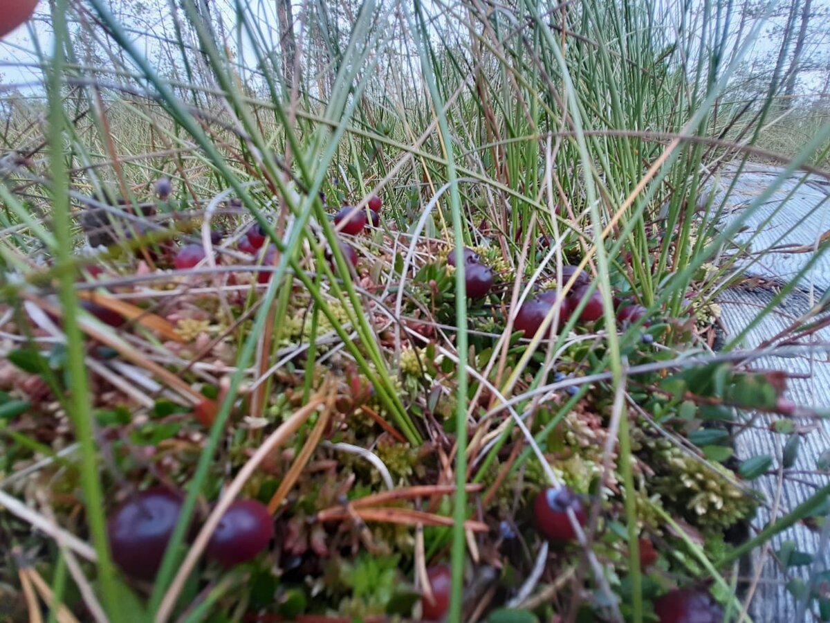 Стоит присесть - а там целая россыпь ягод!