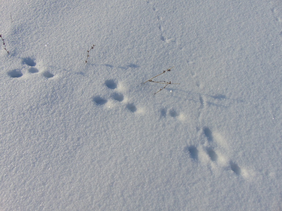 Видны заячьи следы. Следы на снегу. Заячьи следы на снегу. Следы зайца. Следы зайца на снегу.