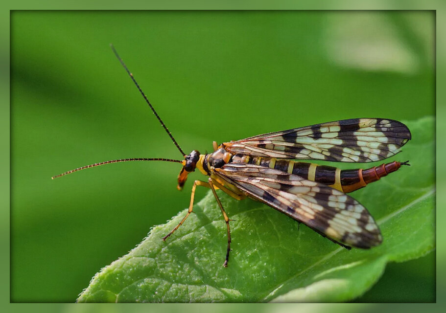Скорпионница (самка). Источник: Яндекс картинки.