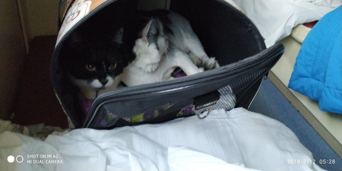 Наши ДВОРяне))