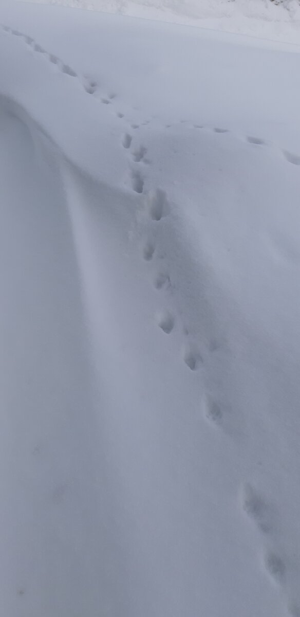 Кошачьи тропы под окнами