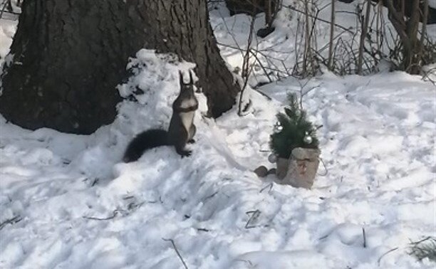 Белочка лакомится с подарком.