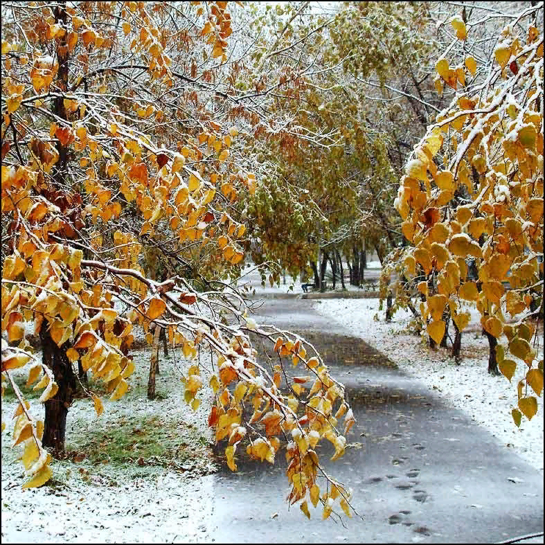 Ноябрьский день картинки. Поздняя осень. Ранняя зима. Первый снег. Первый снег осенью.