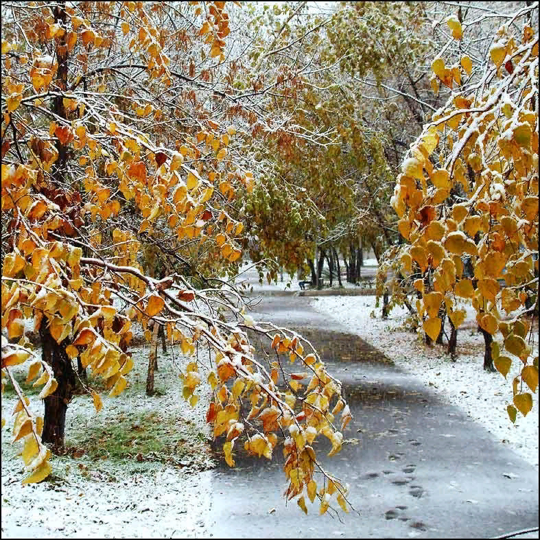 Ноябрьском дне. Поздняя осень. Ранняя зима. Первый снег. Первый снег осенью.