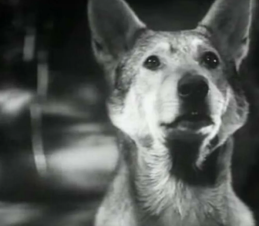 Фото из Яндекса