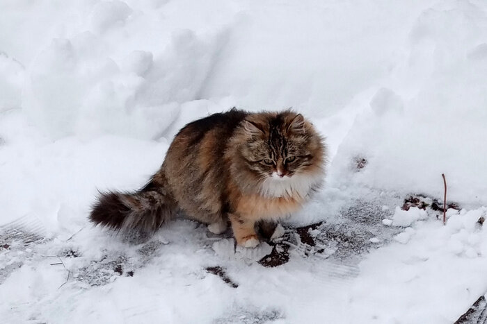 А так примерно выглядела наша трехцветная королева.