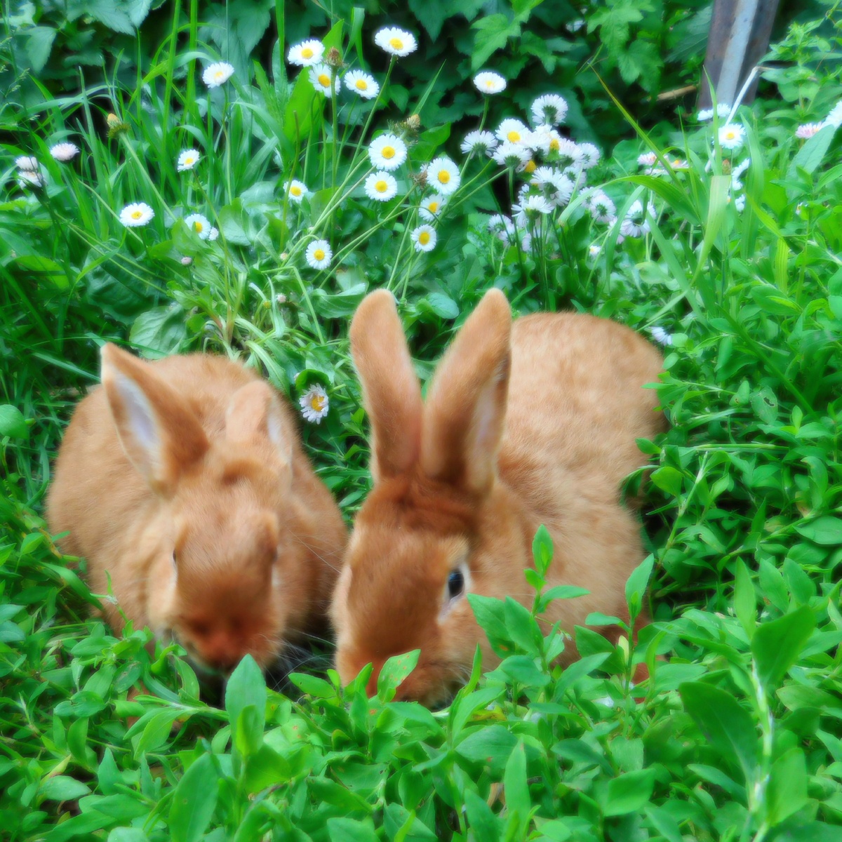 Спутать настоящих сатиновых с другими породами невозможно — только у них мех способен буквально светиться, словно подсвечен изнутри. Всё
дело — в уникальной структуре волоса, который имеет полый стержень и
обладает высокой отражающей способностью. Долгое время в США сатиновых
кроликов недобросовестные производители выдавали за норок (мех у
кроликов не только блестящий, но и густой, с хорошим подшерстком). И
сегодня чёрные сатиновые — одна из самых востребованных пород в США и
Европе.