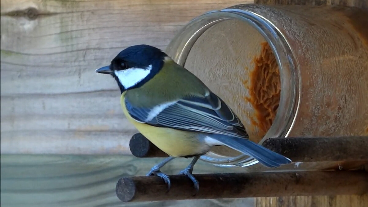 Синица у кормушке