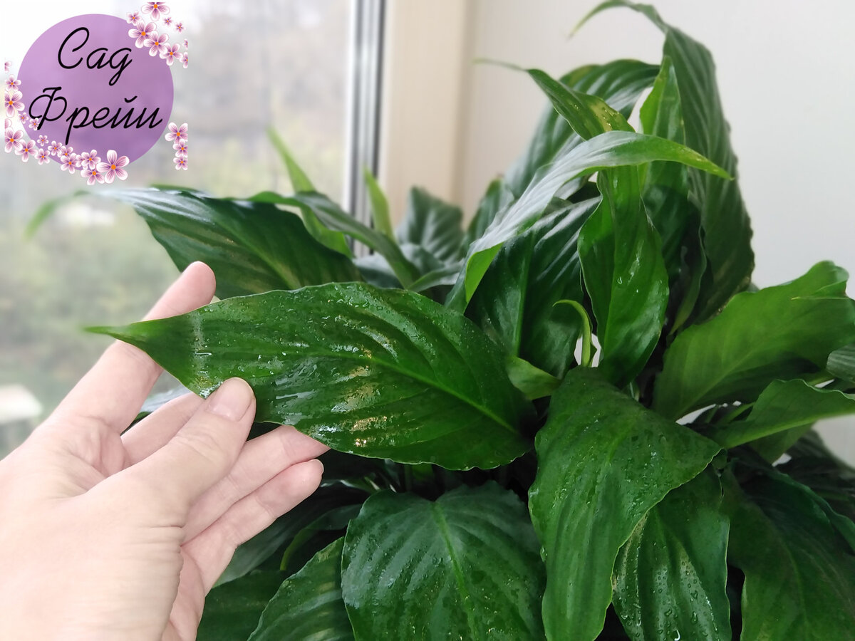 Второе достоинство спатифиллума, которое лично мне очень нравится, - богатая зелень в насыщенном цвете. 