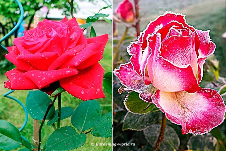 3 плюса и минуса посадки роз осенью и весной. Когда же лучше сажать розы