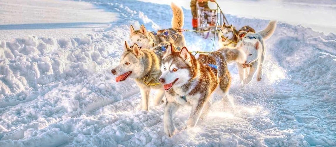 Хаски из посёлка Матросы (Карелия)