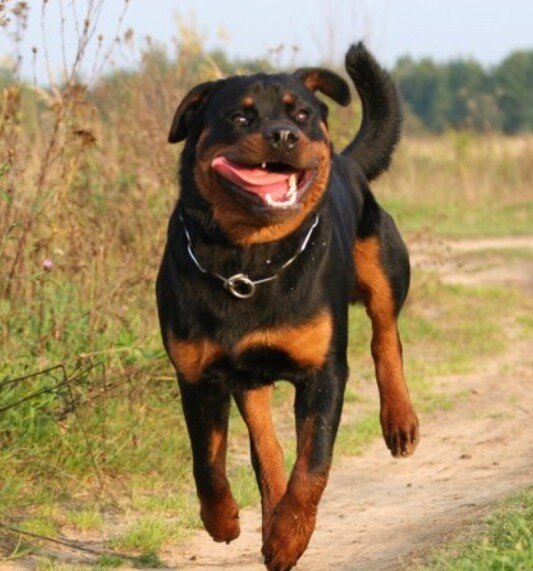 Картинка из интернета, но морда оооочень похожа. К сожалению фоток Дали у меня не осталось.