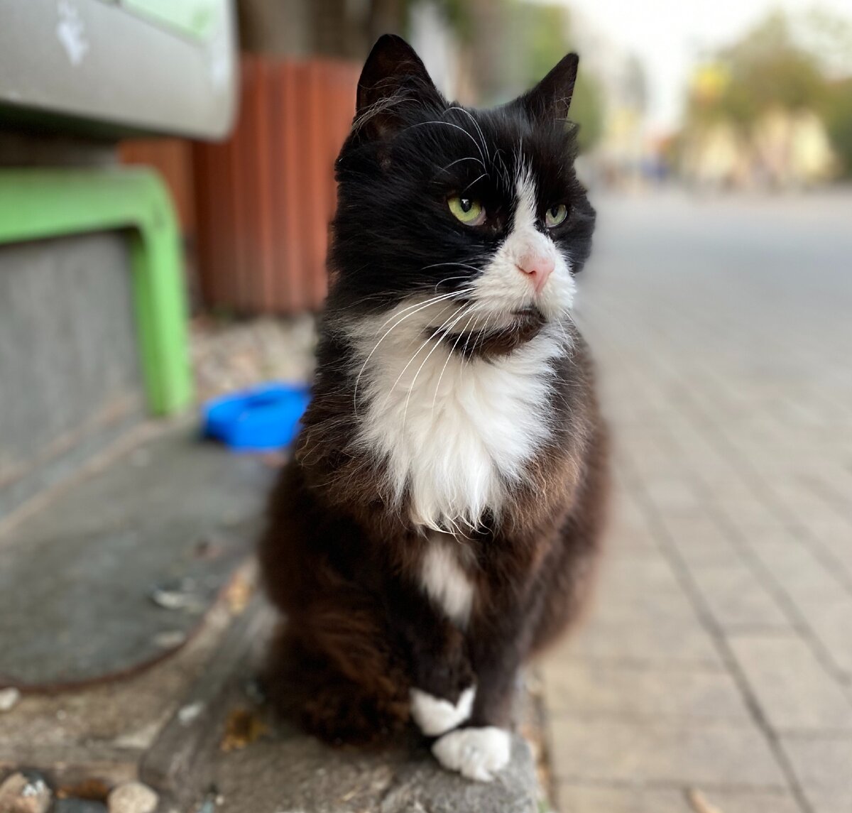 Важный зелегноградский котик