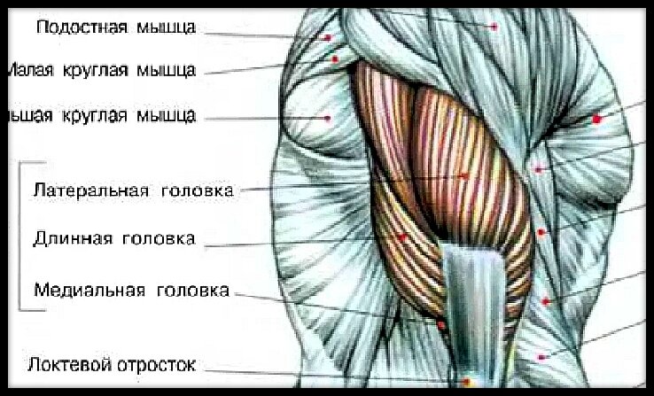 Строение трицепса. Схема взята из книги Ф. Дэлавье "Анатомия силовых упражнений"